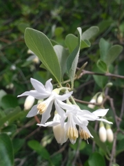 Styrax officinalis