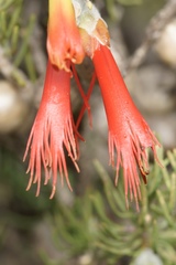 Melaleuca hislopii