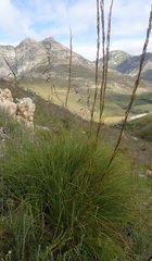Rhodocoma fruticosa