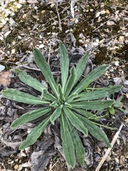 Echium vulgare