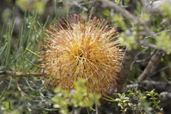 Banksia sphaerocarpa