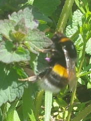 Bombus