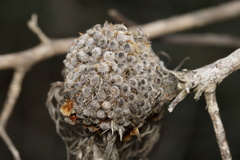 Banksia sphaerocarpa