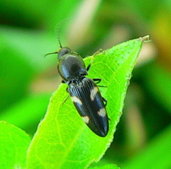 Cardiophorinae