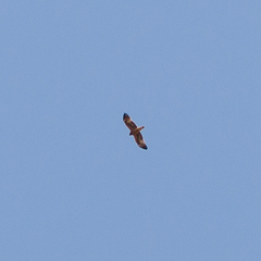 Hieraaetus pennatus