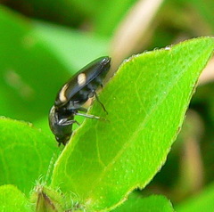 Cardiophorinae