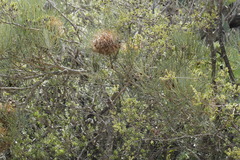 Banksia sphaerocarpa
