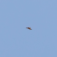 Hieraaetus pennatus