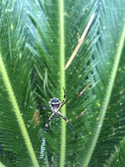 Argiope argentata