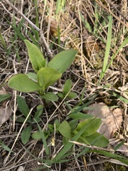 Saponaria officinalis