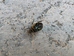 Protaetia niveoguttata