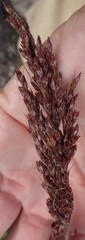 Rhodocoma fruticosa