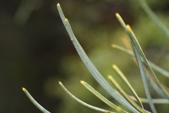 Banksia sphaerocarpa