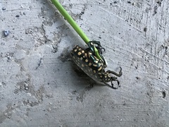 Protaetia niveoguttata