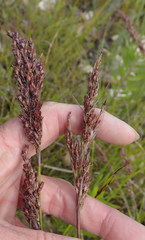 Rhodocoma fruticosa