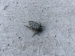 Protaetia niveoguttata