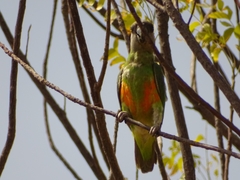 Poicephalus senegalus