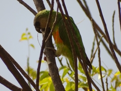 Poicephalus senegalus