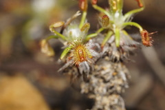 Drosera scorpioides
