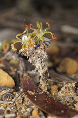 Drosera scorpioides
