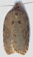 Acleris chalybeana