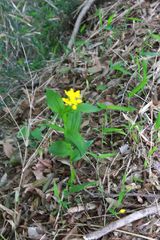 Cephalanthera falcata