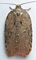 Acleris chalybeana