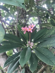 Plumeria rubra