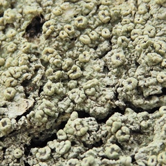 Pertusaria rubefacta