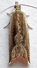 Ancylis diminuatana