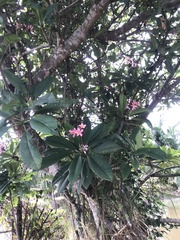 Plumeria rubra