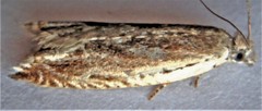 Ancylis diminuatana