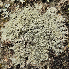 Pertusaria rubefacta