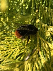 Bombus lapidarius