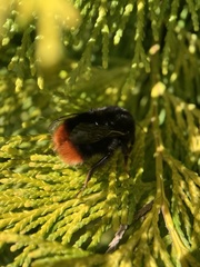 Bombus lapidarius