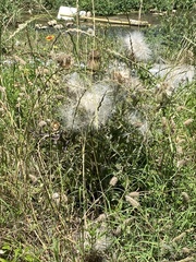 Plectocephalus americanus