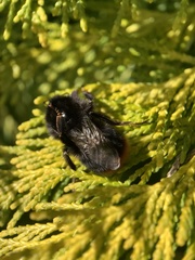 Bombus lapidarius