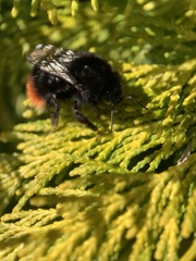 Bombus lapidarius