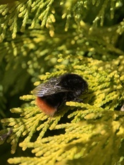 Bombus lapidarius