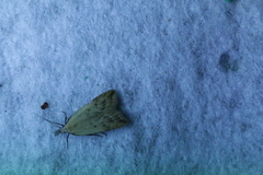 Acompsia schmidtiellus