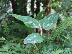 Smilax seisuiensis