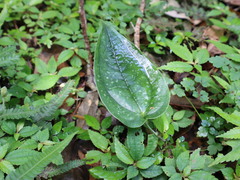 Smilax seisuiensis