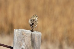 Passerculus sandwichensis beldingi