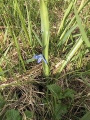 Scilla siberica