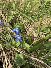 Scilla siberica