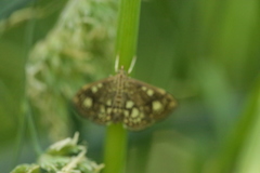 Anania stachydalis