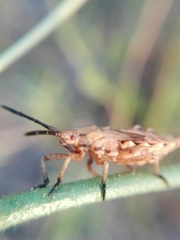 Spartocerini