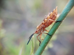 Spartocerini
