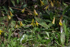 Erythronium americanum