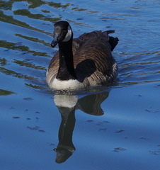 Branta canadensis